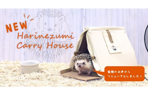 Hedgehog small pet - , carrier