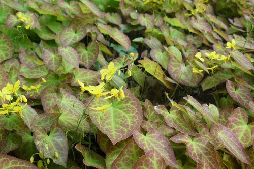 Epimedium versicolor sulpureum - epimedium,
