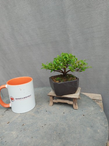 Mini bonsai flowering satsuki - mini,