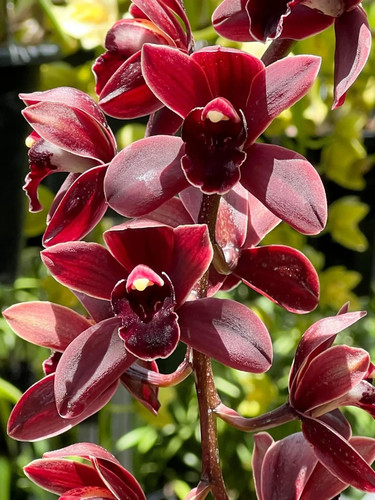 Cymbidium cym cali night - cym.,