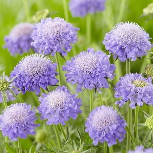 Scabiosa pincushion blue - 6,