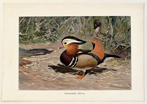 Mandarin duck 1916 antique - -,