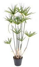 2 x PACKETS SEEDS HOUSE PLANT UMBRELLA PLANTS CYPERUS ALTERNIFOLIUS NANUM GREEN