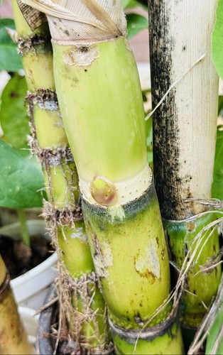 Pcs cutting ready plant - pcs,