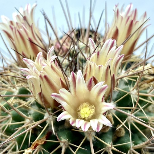 Mammillaria gigantea l1118 - gigantea,