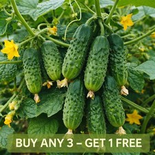 Cucumber Seeds 50 | Piccolo di
