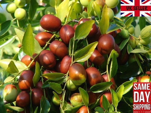 Jujube red chinese date - chinese,