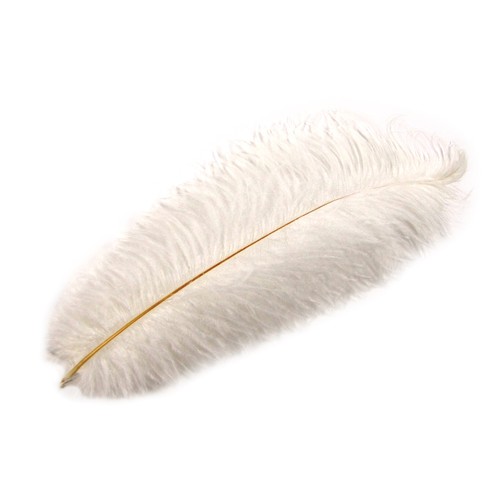 White ostrich plume feather - ostrich,