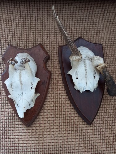 Two animal skull plagues - two,