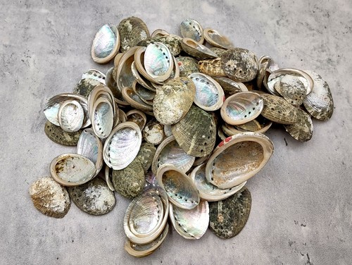 Baby abalone green silver - abalone,