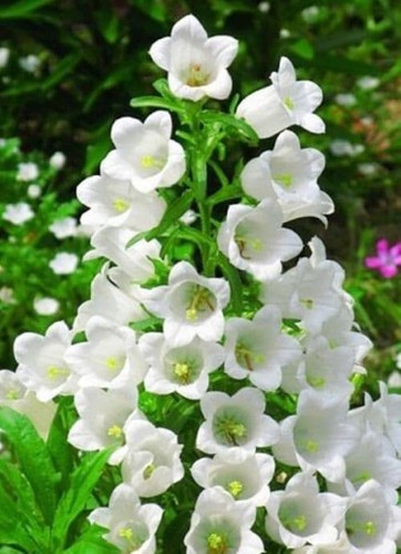 500 canterbury bells white - bells,