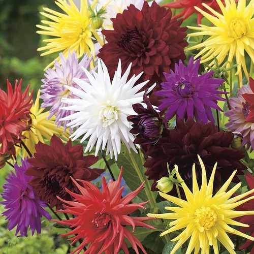 Dahlia flower seeds mixed - seeds,