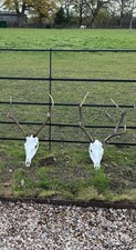 Red Deer Skull And Antlers 5