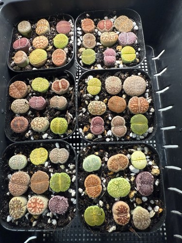 Colourful lithops 6cm pot - colourful,