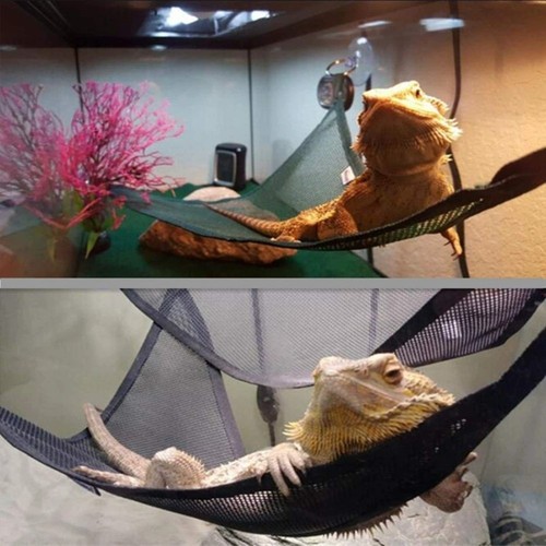 Reptile hammock suction - reptile,