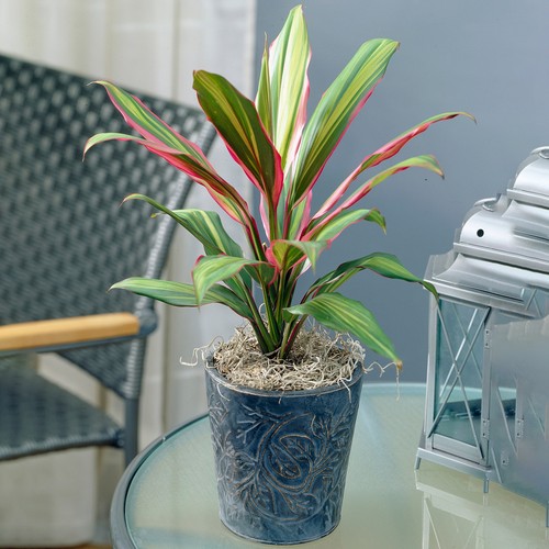 Vibrant cordyline kiwi - cordyline,