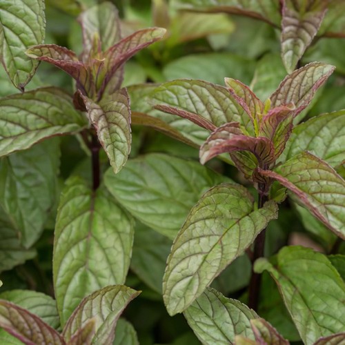 Peppermint black mitcham - peppermint,