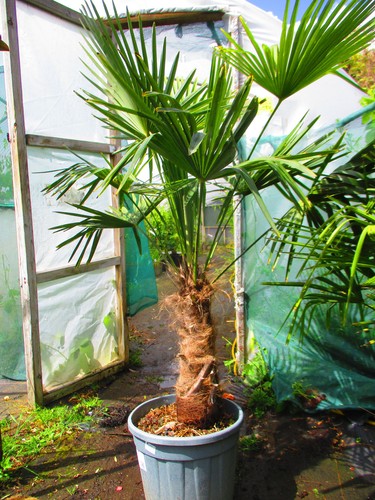 Large 5ft inc - large,