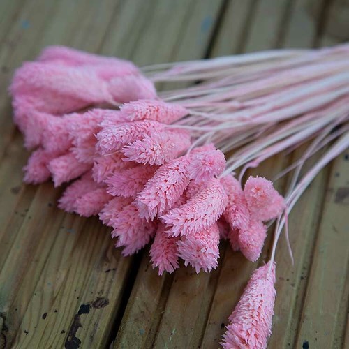 Dried preserved phalaris - preserved,