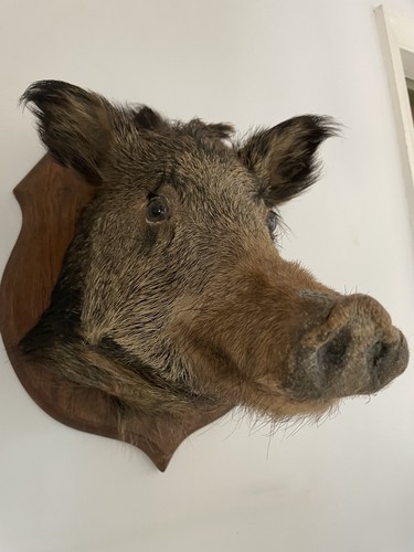 Wild boar head - wild, taxidermy
