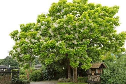 Catalpa tree seeds for - catalpa,