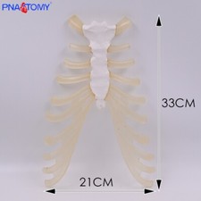 1:1 sternum Human skeleton model