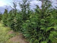 Thuja Plicata Excelsa Hardy