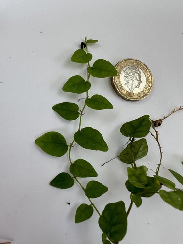 Ficus pumila minima rooted - pumila,