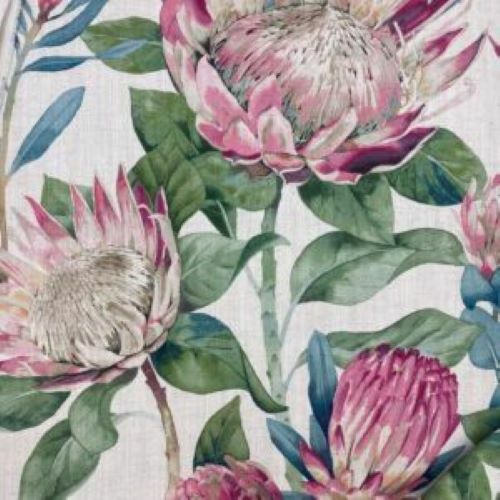 Sanderson king protea - protea,