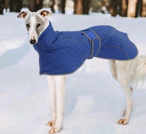 Blue waterproof greyhound - waterproof,