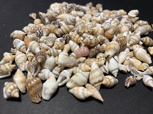 Beautiful tiny shell mix mini - beautiful,