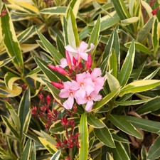 Standard Trees, Oleander