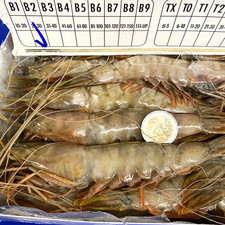 FRESH SHRIMPS 2 KG = 40 PIECES