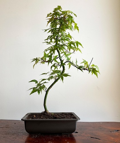 Japanese maple bonsai tree - maple,