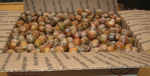 Edible pounds raw - edible-10+,