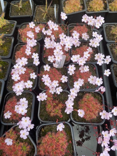 Drosera manii omissa pygmy - drosera, x
