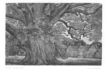 Wood Engraving SUE SCULLARD 'Sussex Oak' - framed, signed, limited ed