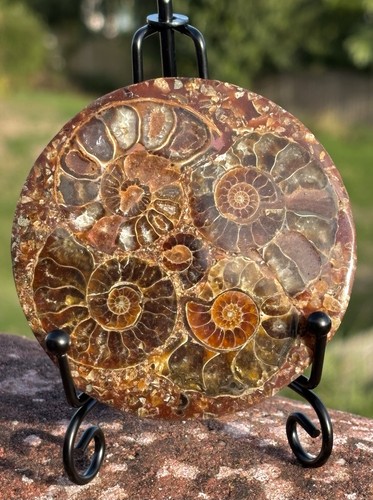 Ammonite fossil disc with 416 - fossil,