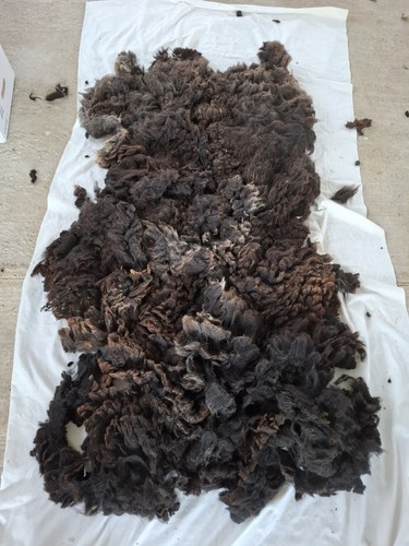 Black welsh mountain fleece - welsh,