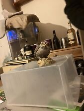 Vintage Porcelain Aynsley Little Owl. Mint/Excellent Condition