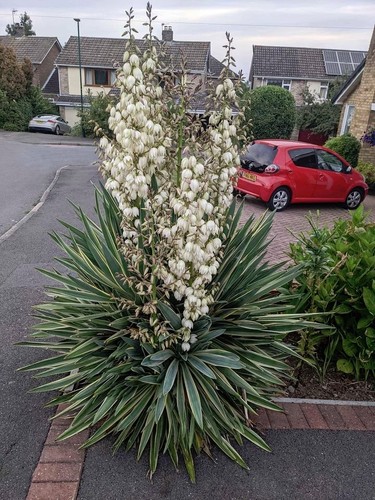 Adams needle yucca - needle,