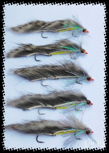 Chinchilla snake fly fish - chinchilla,