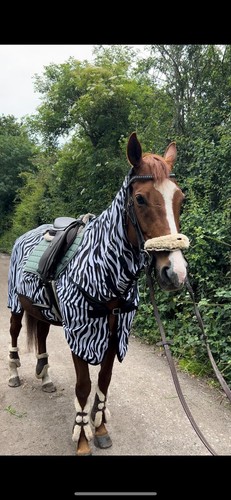 Fly mesh zebra ride rug - mesh,