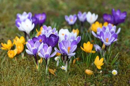 Crocus species bulbs many - crocus,