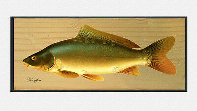 Carp cyprinus carpio race - cyprinus, de