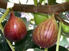 Ficus Brown Turkey in 9cm pot fruiting fig tree