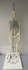 NEW 21 inch Tall Human Skeleton Model Skull Anatomical Model with Stand 
