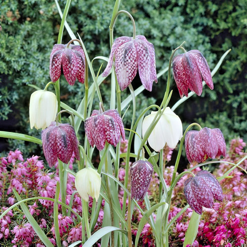 Fritillaria meleagris - fritillaria, *meleagris*
