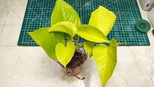 Epipremnum Aureum Neon Pothos 2x rooted cutting 6+ leaf cuttings House Plant 
