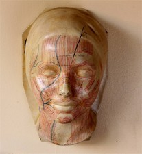 Art Deco French Anatomical